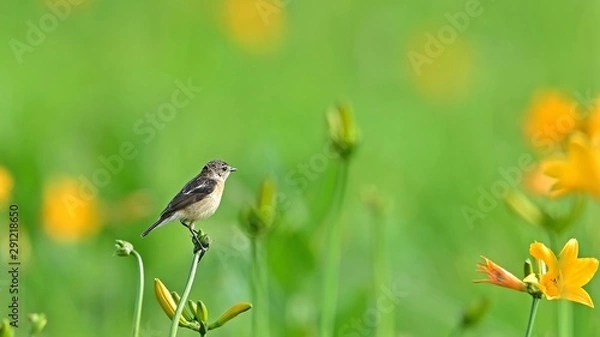 Fototapeta 満開のエゾカンゾウでくつろぐノビタキメス＠サロベツ湿原、北海道