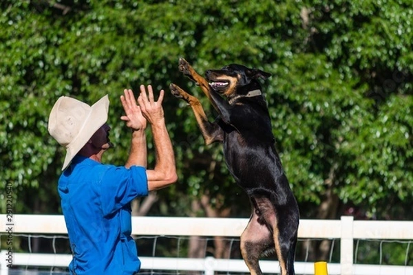 Fototapeta Happy Working Kelpie