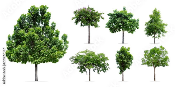 Fototapeta trees collection isolated on white background