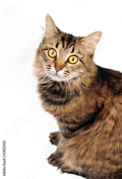 Fototapeta Tabby cat