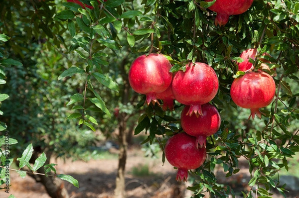 Fototapeta Red pomegranate trees with full of fruits