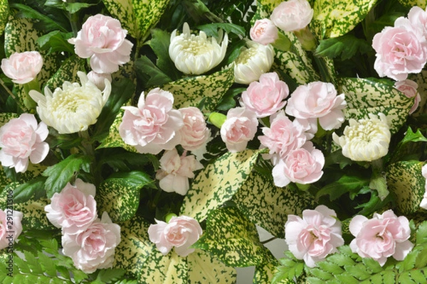 Fototapeta カーネーション　キク