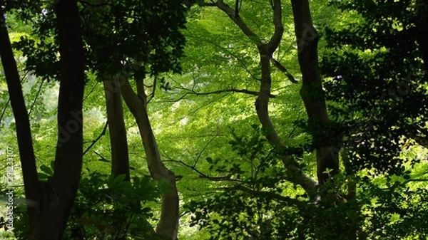 Fototapeta 小石川後楽園の風景