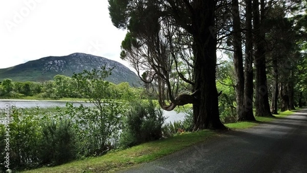 Obraz Ireland Kylemore Abbey avenue