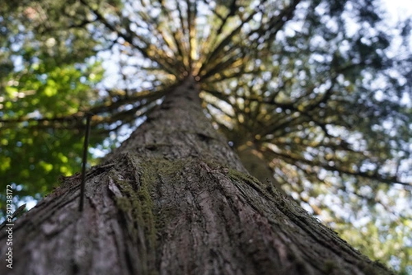 Obraz Mount Baker, Washington