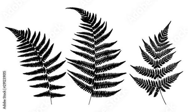 Obraz Three leaves of fern. Black isolated prints of fern leaves on the white background. Vector illustration.