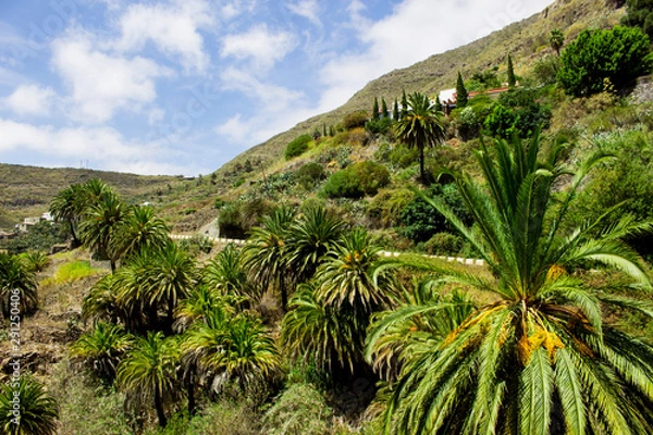 Fototapeta palm forest