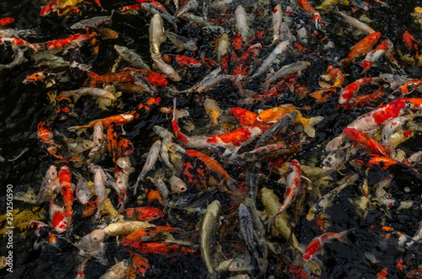 Fototapeta Koi in pond