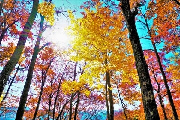 Obraz 温かみのある美しい秋の色味に包まれて爽快な秋の景色のなかで天を見上げる