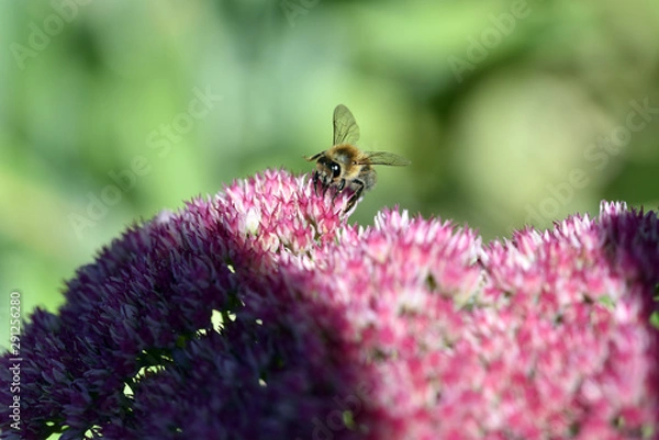 Obraz biene honig honigbiene