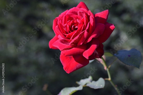 Obraz rose rot blüte