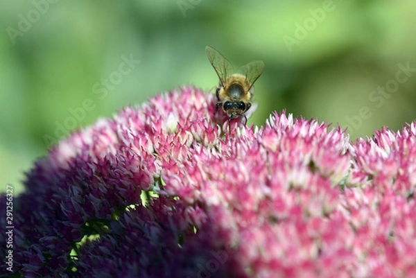 Obraz Honigbiene bee 