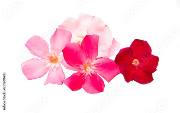Obraz oleander flower isolated