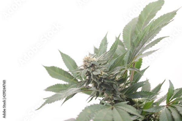 Fototapeta study of cannabis in a scientific laboratory growing medical marijuana