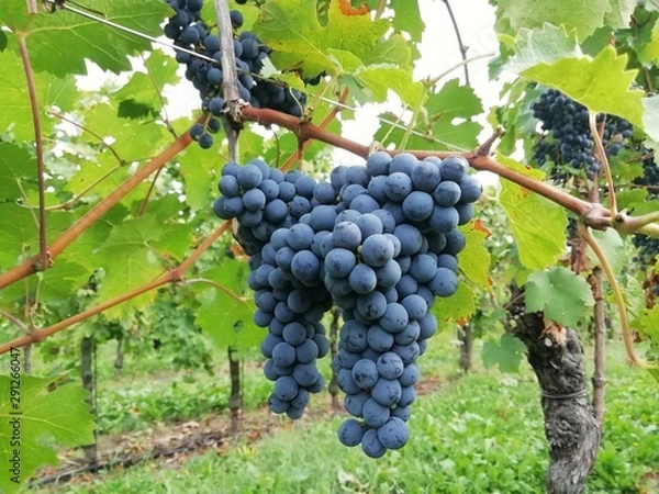 Obraz grapes on the vine