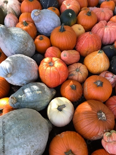 Fototapeta Kürbisse