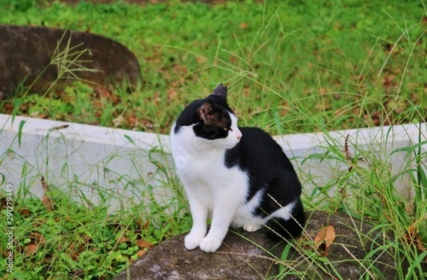 Fototapeta ねこ　秋　風景　公園　杤木　日本