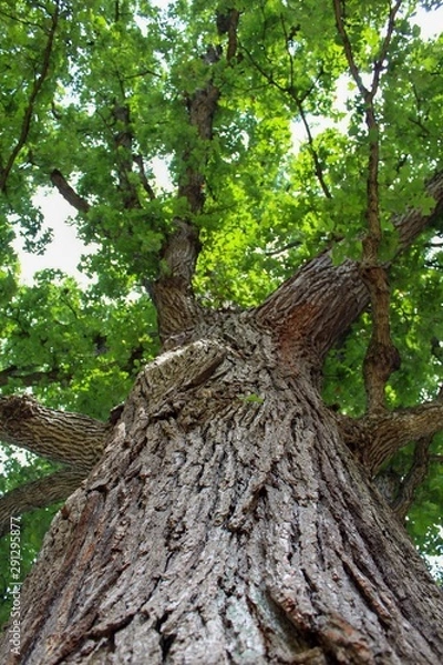 Fototapeta up the ash