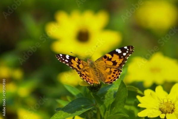 Obraz butterfly on a flower