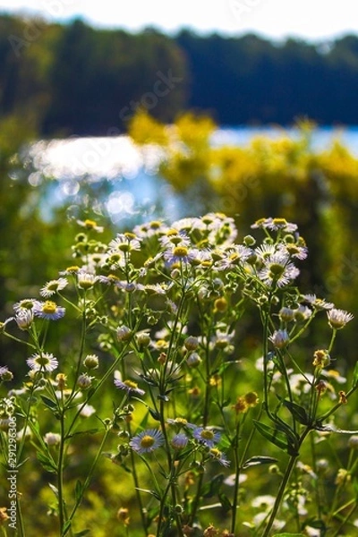 Obraz daisy by the lake