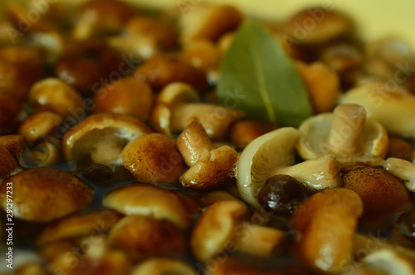 Fototapeta Soup of autumn mushrooms