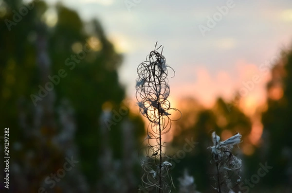 Fototapeta willow-herb in the sunset