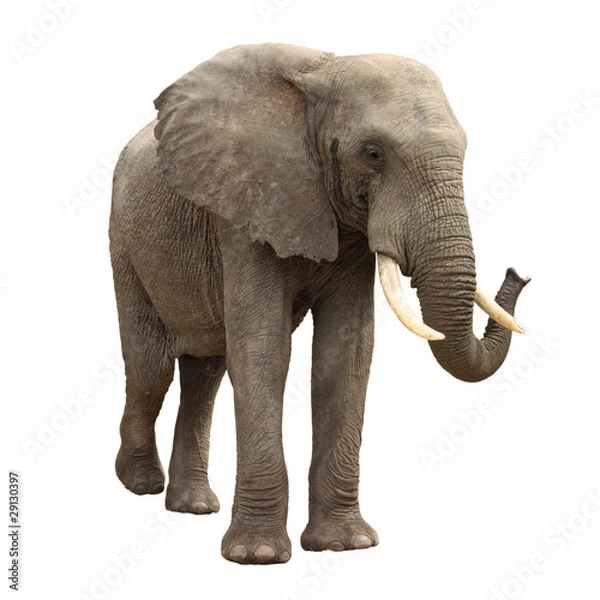 Obraz elephant isolated