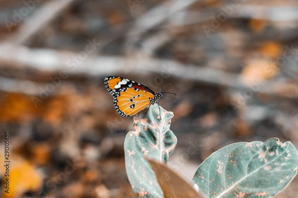 Obraz A butterfly on the leaf