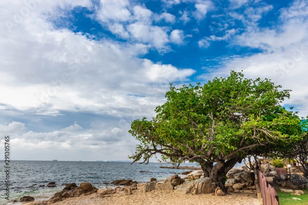 Obraz tree on the beach and sky clouds