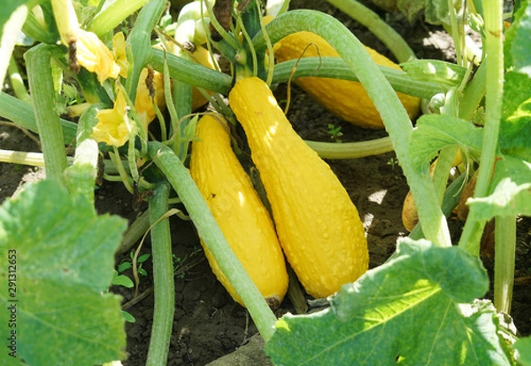 Obraz Yellow squash and plant in the farm field