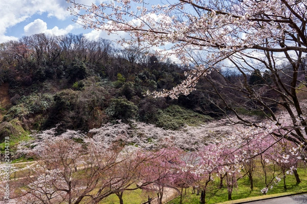 Obraz 春うららお花見イメージ　卯辰山公園四百年の森