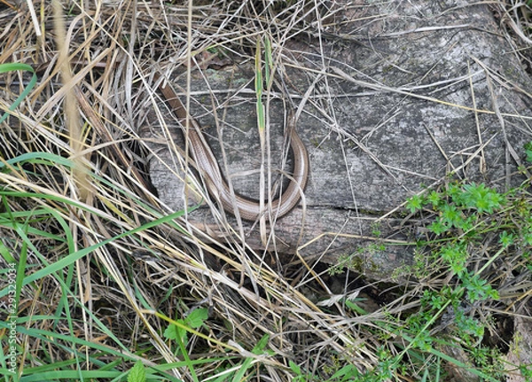 Obraz Small snake in the grass