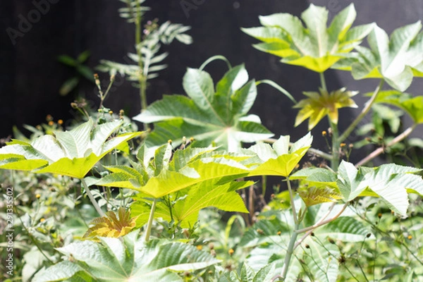 Obraz butterfly on flower