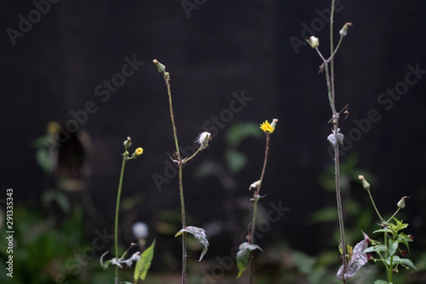 Fototapeta flower in spring