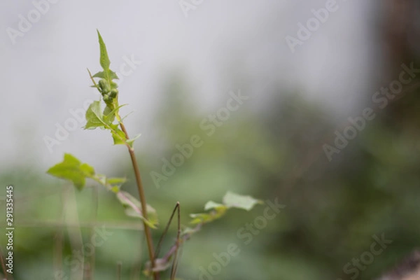 Fototapeta flower in spring