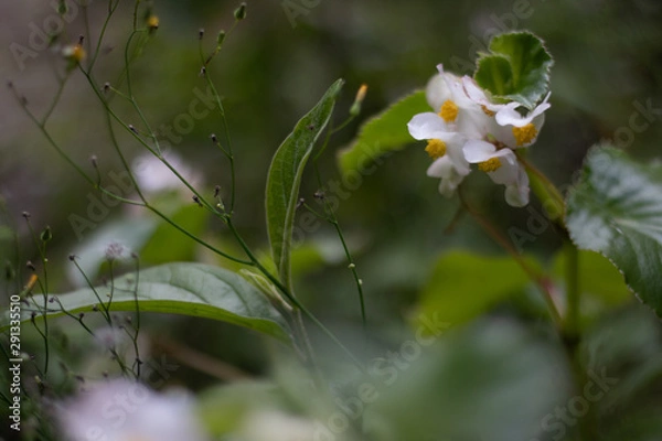 Fototapeta just  a flower 