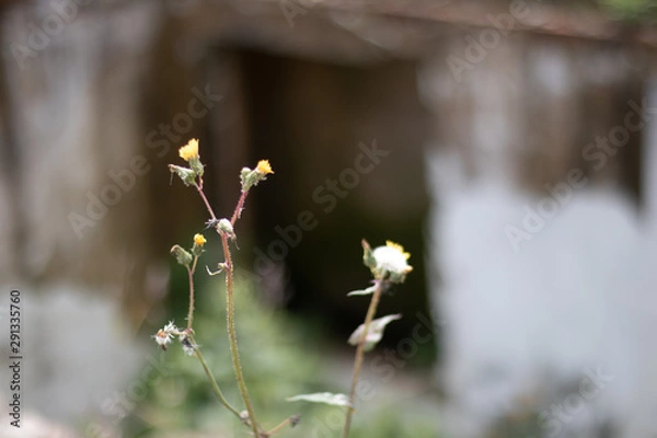 Obraz flowers in spring