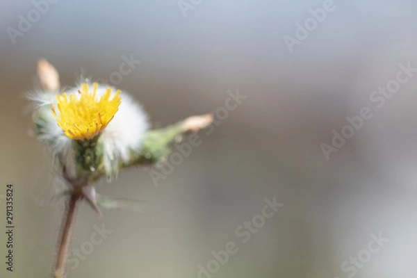Obraz flower on green background