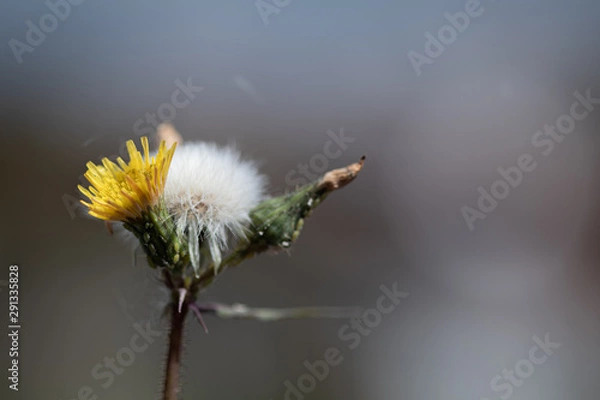 Fototapeta flower on green background