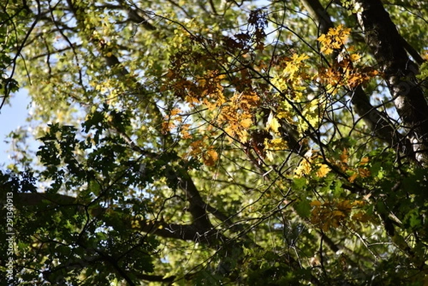 Obraz Herbst Wald Blätter Laub
