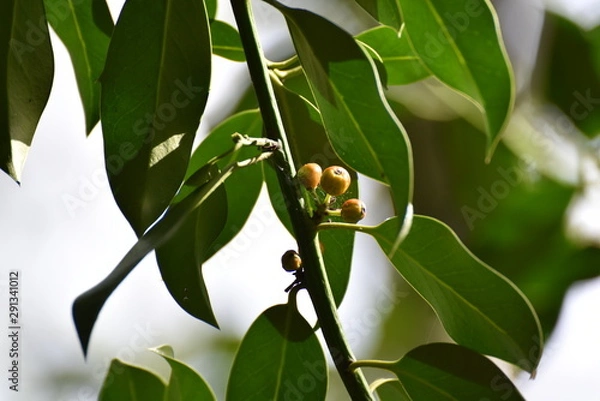 Obraz Sanddorn Strauch Wald