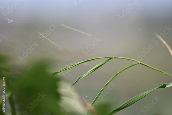 Obraz Herbst Spinnennetz