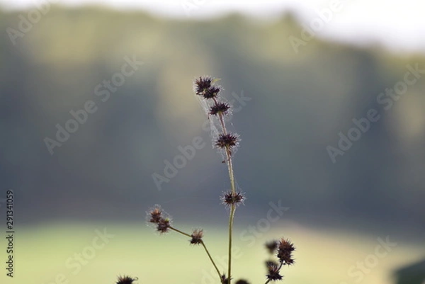 Obraz Herbst Oktober September Distel