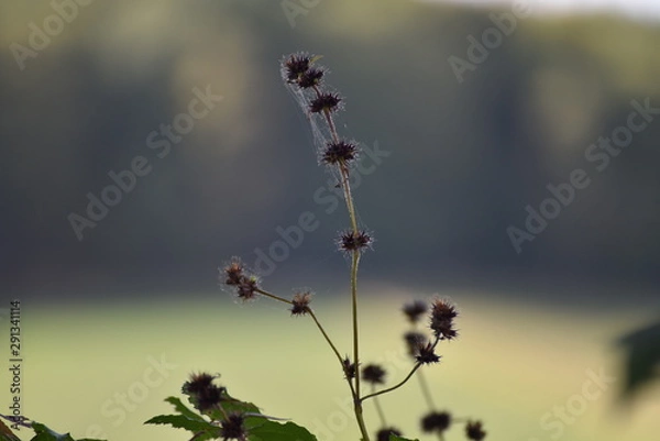 Obraz Herbst Distel Stimmung