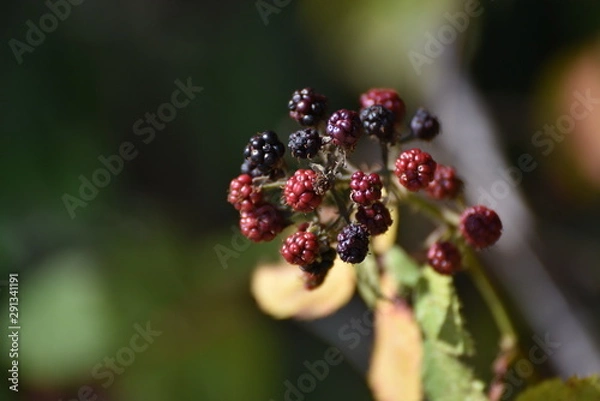 Obraz Herbst Stimmung Brombeere