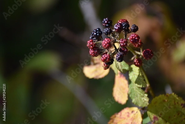 Obraz Brombeere Herbst reif