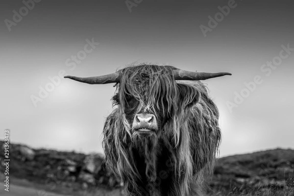 Fototapeta Highland Cow
