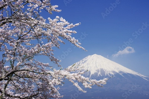 Obraz Mt.Fuji with Cherry Blossoms