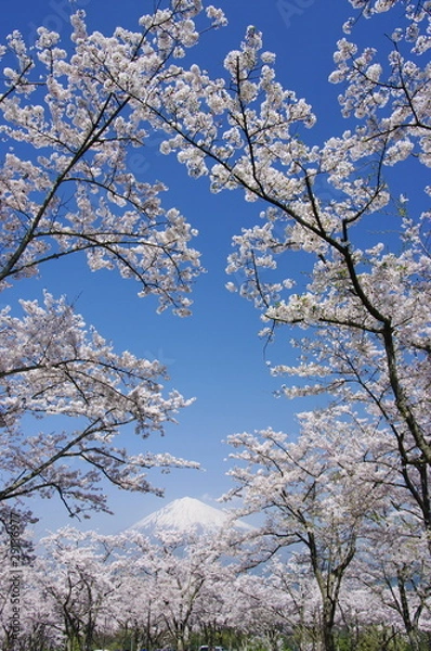 Obraz Mt.Fuji with Cherry Blossoms