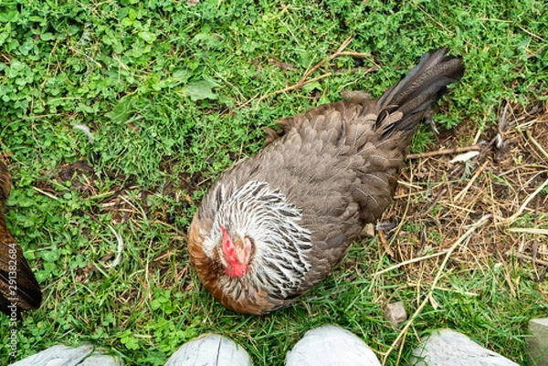 Obraz chicken on grass